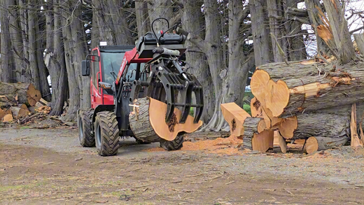 FORESTRY